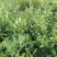 明日见苗地苗裸苗、明日见杯苗、阿思蜜苗（香橙枳壳红桔砧）