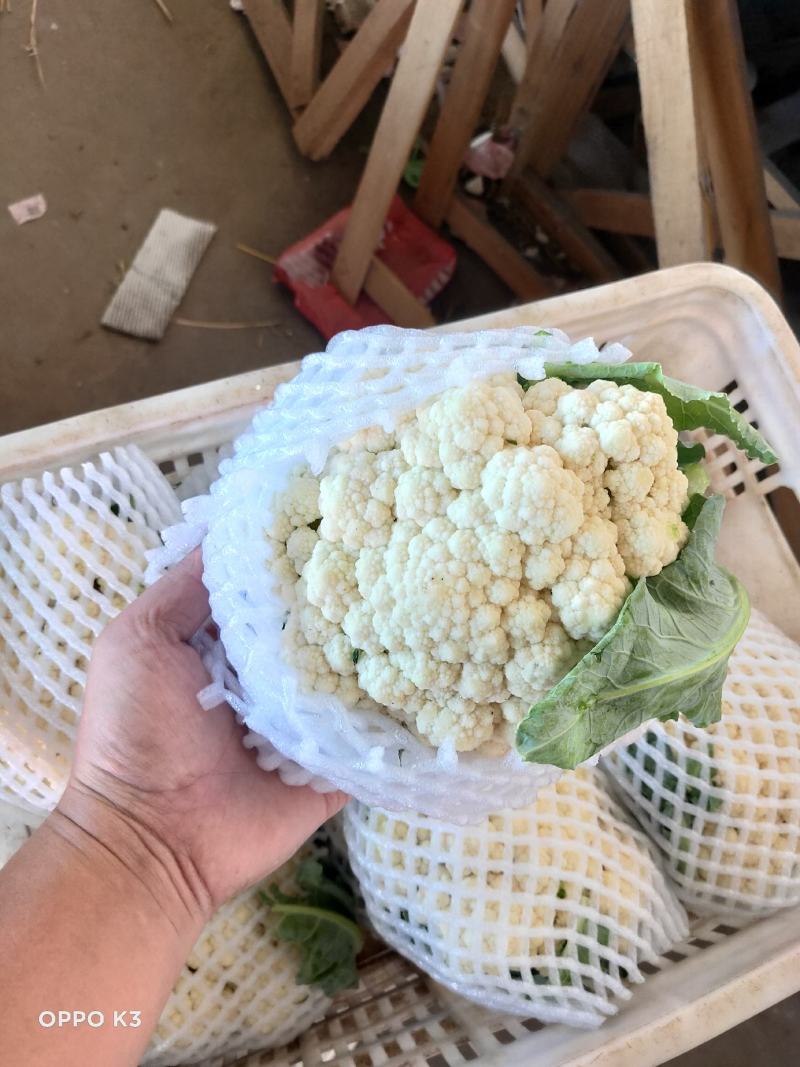 精品散花精品菜花加工厂商超量大质优产地直发