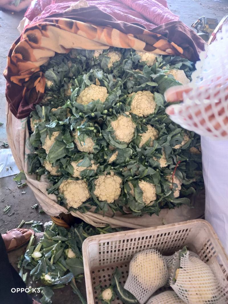 精品散花精品菜花加工厂商超量大质优产地直发