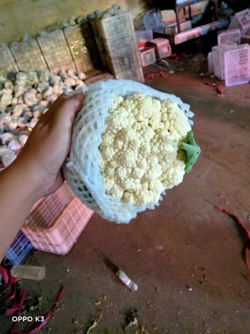 精品散花精品菜花加工厂商超量大质优产地直发
