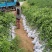 明日见苗地苗裸苗、明日见杯苗、阿思蜜苗（香橙枳壳红桔砧）