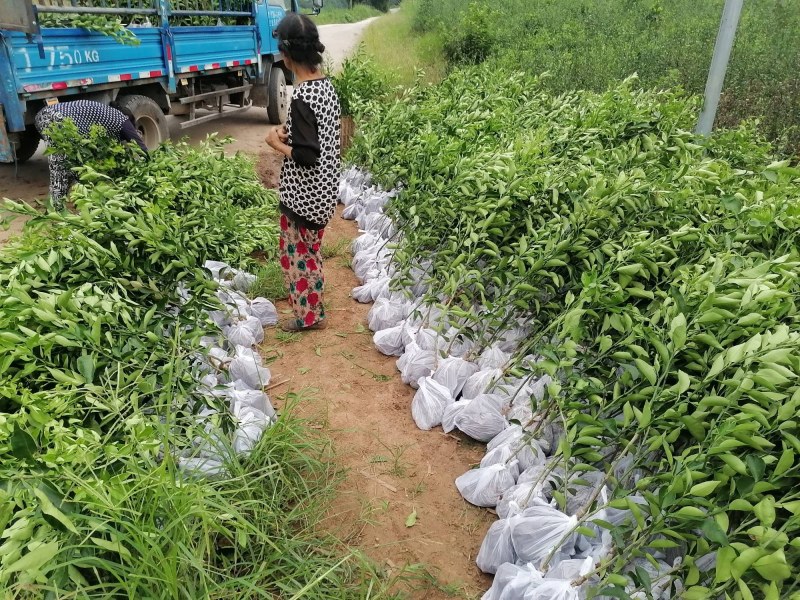 明日见苗地苗裸苗、明日见杯苗、阿思蜜苗（香橙枳壳红桔砧）
