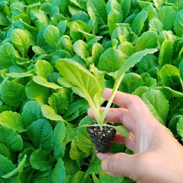大白菜苗耐热白菜苗现在大量有货，苗厂直供，价格优惠，