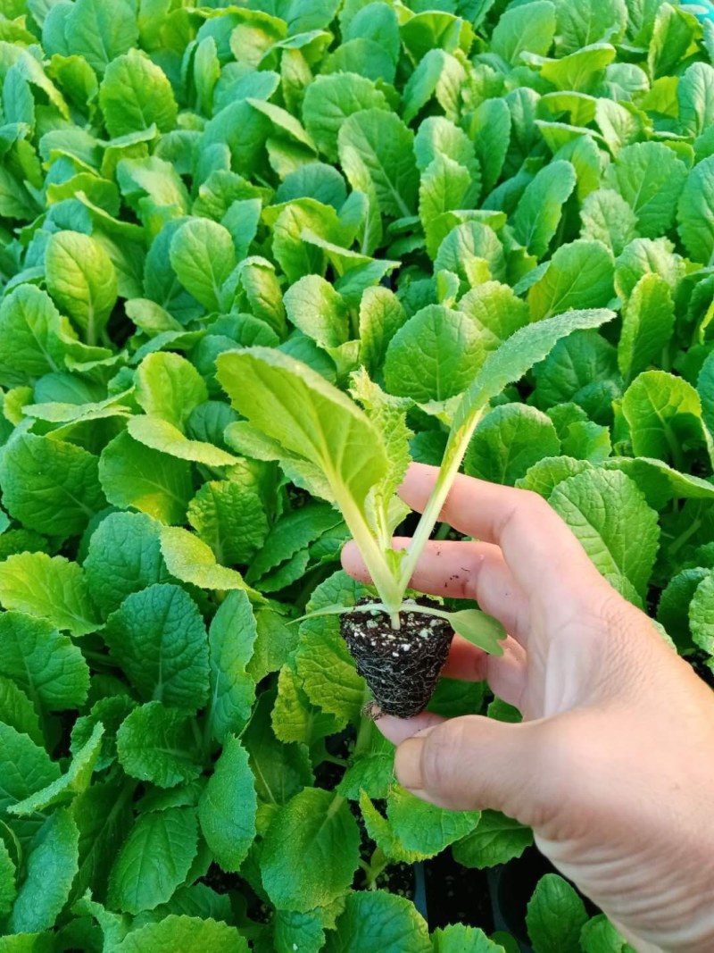 大白菜苗耐热白菜苗现在大量有货，苗厂直供，价格优惠，