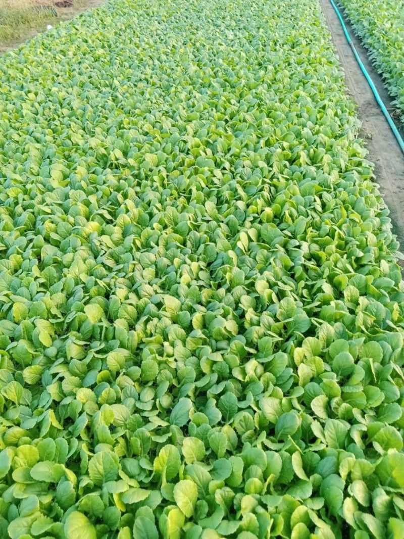 大白菜苗耐热白菜苗现在大量有货，苗厂直供，价格优惠，