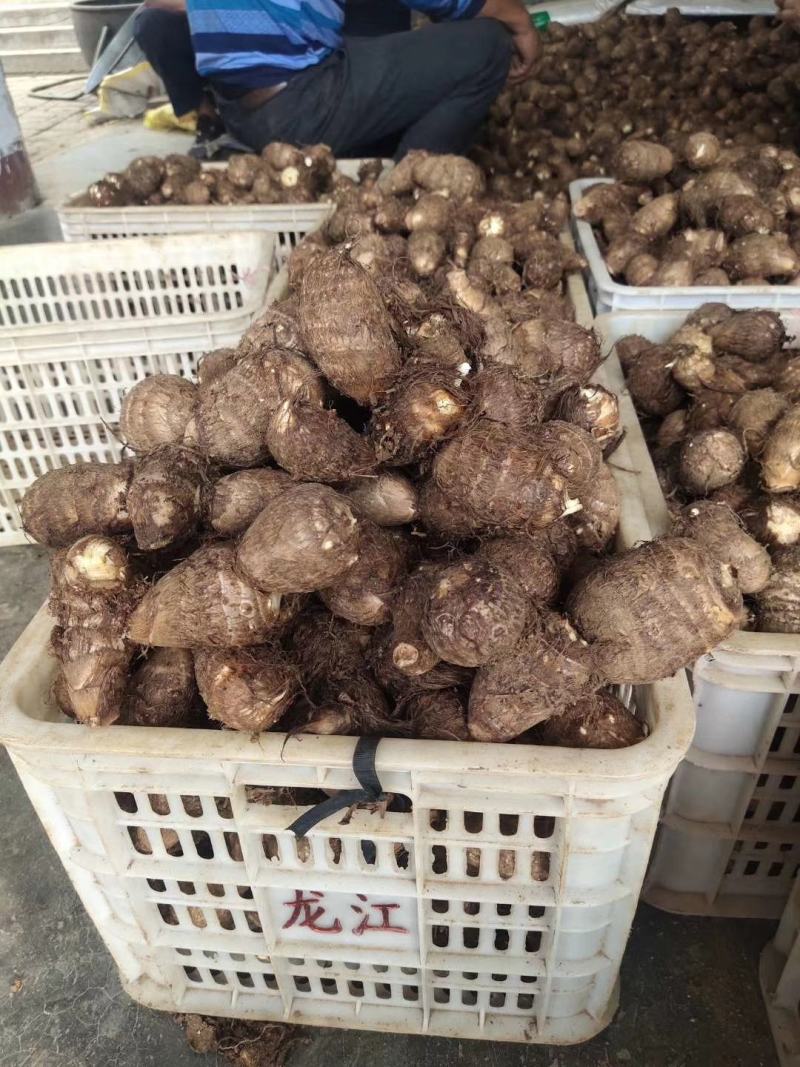 山东芋头8520大量上市可对接超市、网店，各大市场供应