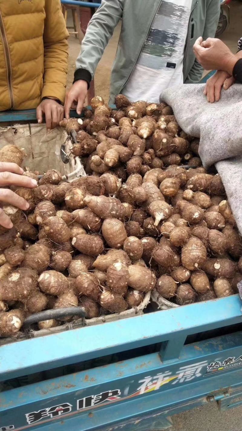 山东芋头8520大量上市可对接超市、网店，各大市场供应