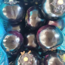 紫光圆茄聊城莘县精品紫光圆茄大量上市中。