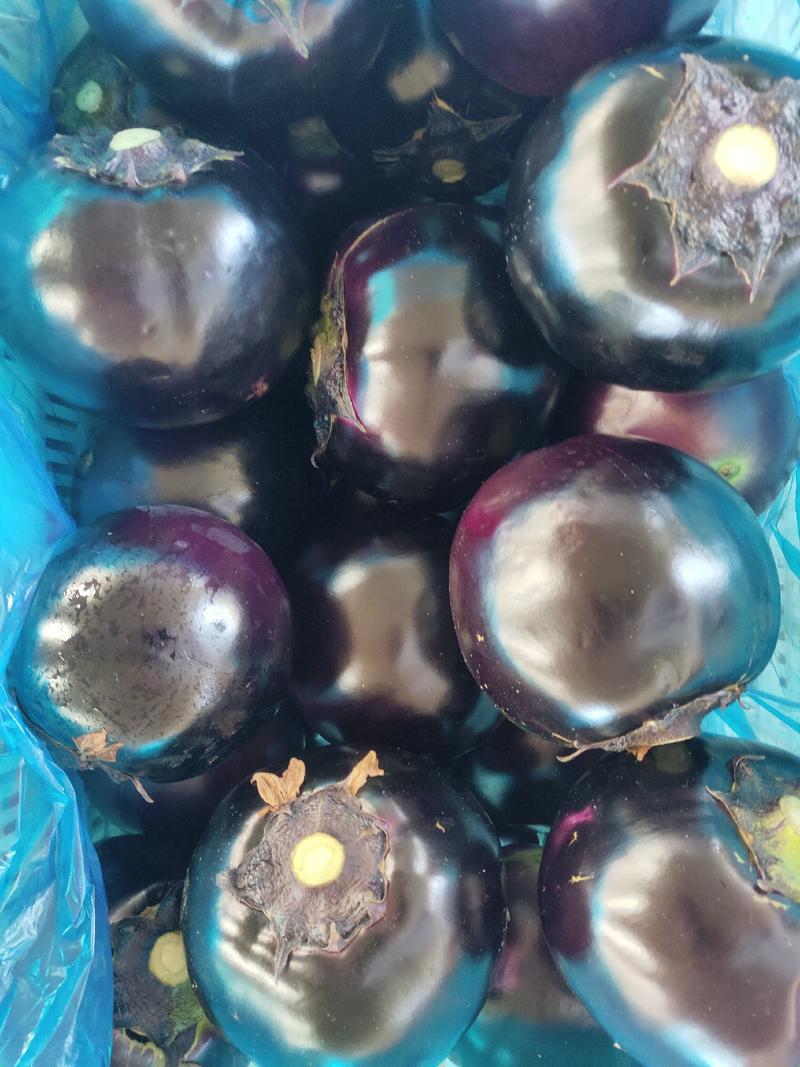 紫光圆茄聊城莘县精品紫光圆茄大量上市中。