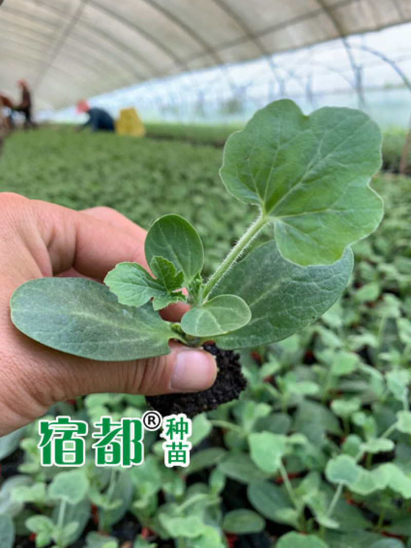 宿都种苗优质美都嫁接西瓜苗，嫁接美都西瓜苗