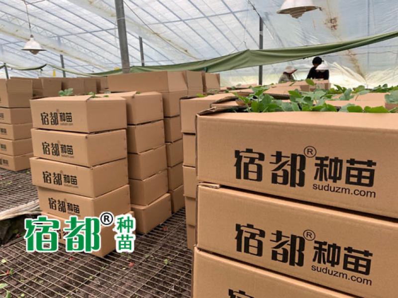 宿都种苗优质美都嫁接西瓜苗，嫁接美都西瓜苗