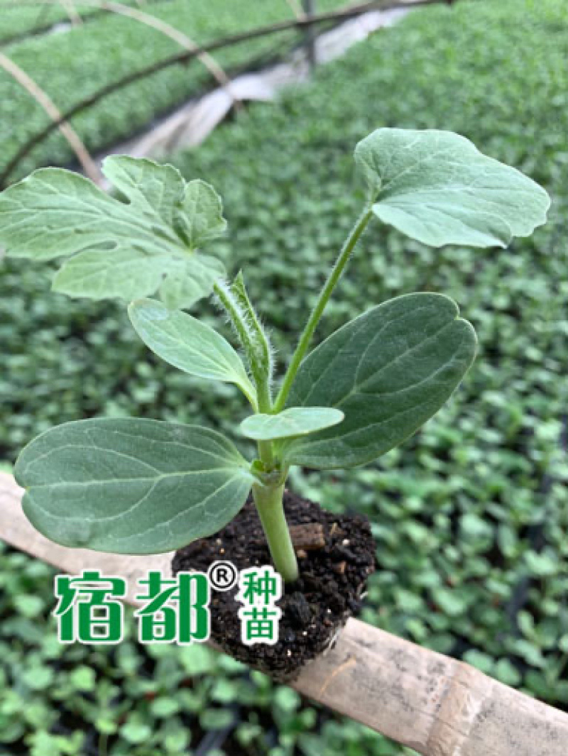 宿都种苗优质美都嫁接西瓜苗，嫁接美都西瓜苗