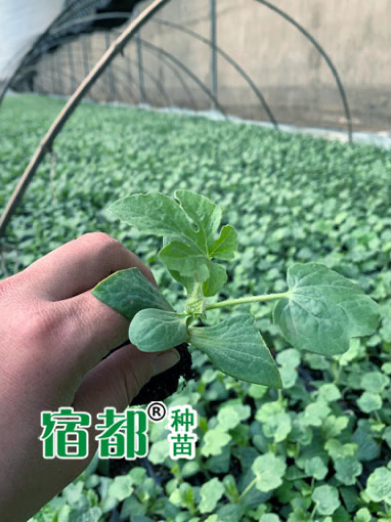宿都种苗优质美都嫁接西瓜苗，嫁接美都西瓜苗