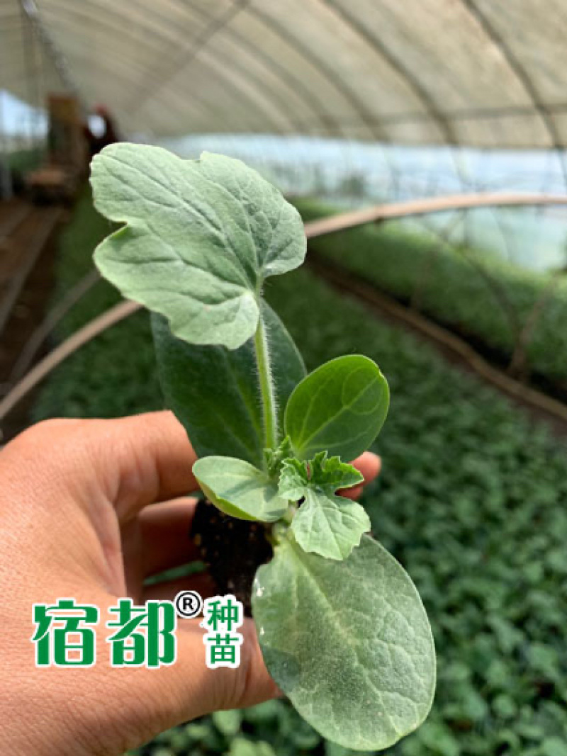 宿都种苗优质美都嫁接西瓜苗，嫁接美都西瓜苗