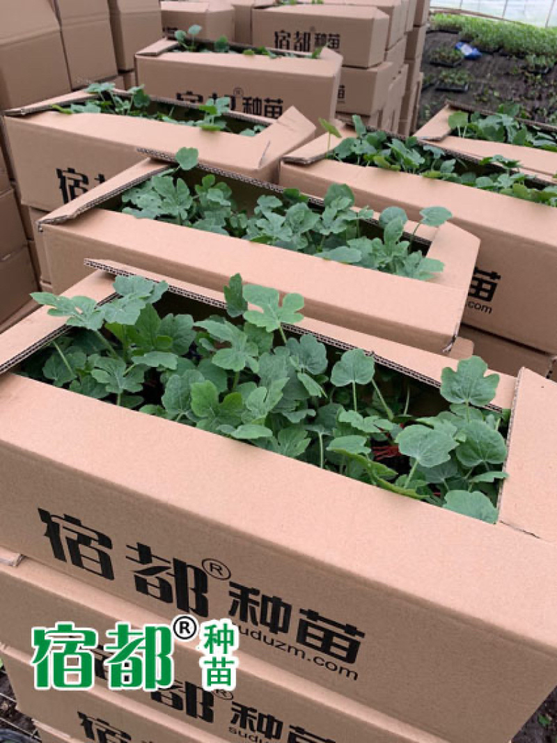 宿都种苗优质美都嫁接西瓜苗，嫁接美都西瓜苗