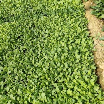 紫花地丁各种宿根花卉绿化苗木时令花卉水生植物价格优惠