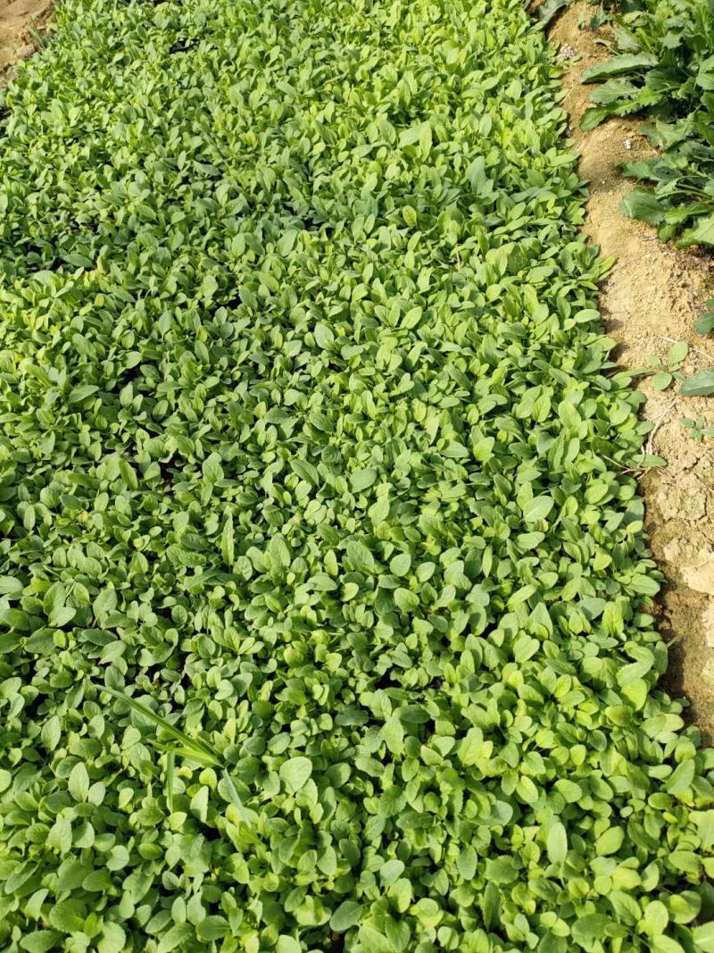 紫花地丁各种宿根花卉绿化苗木时令花卉水生植物价格优惠