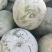 冬瓜，一串零，五到十斤，精品，供应市场，学府食堂。