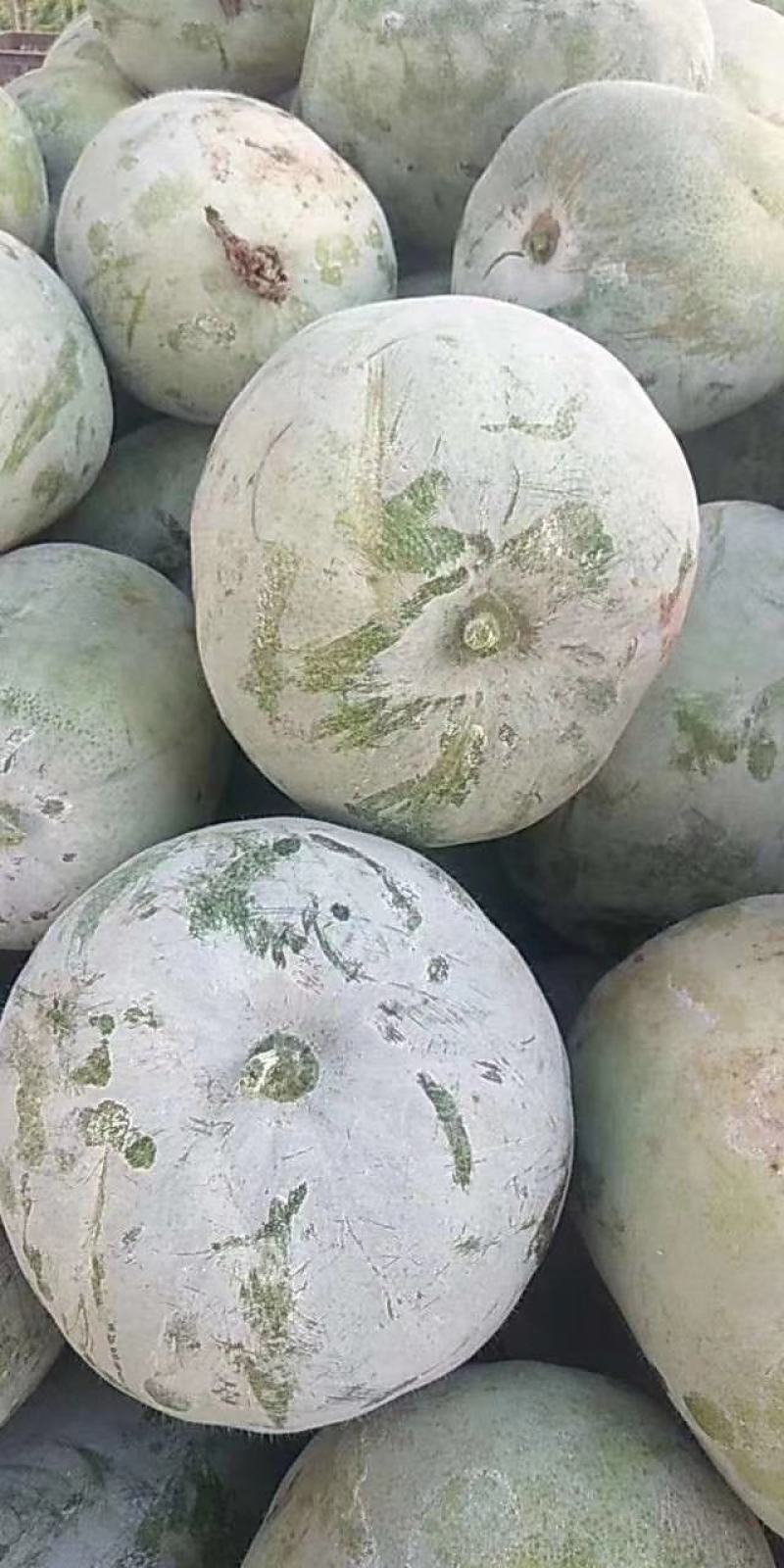 冬瓜，一串零，五到十斤，精品，供应市场，学府食堂。