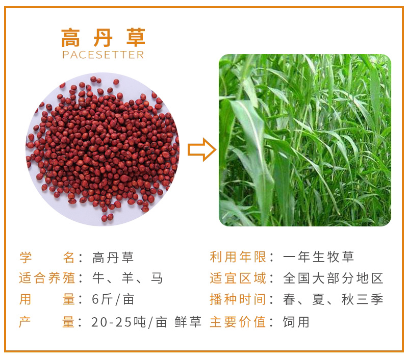 紫云英草种子红花草牧草绿肥蜜源植物秋季播种紫花苜蓿