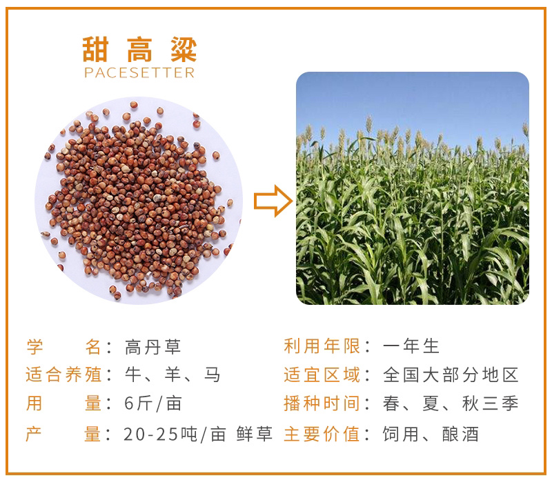 紫云英草种子红花草牧草绿肥蜜源植物秋季播种紫花苜蓿