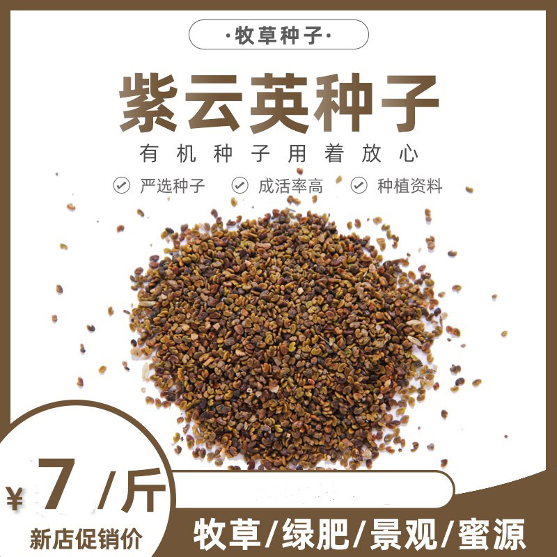 紫云英草种子红花草牧草绿肥蜜源植物秋季播种紫花苜蓿