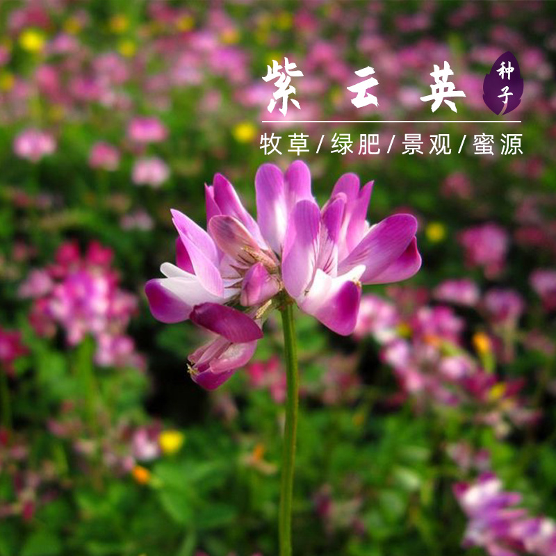 紫云英草种子红花草牧草绿肥蜜源植物秋季播种紫花苜蓿