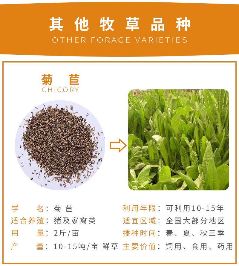 紫云英草种子红花草牧草绿肥蜜源植物秋季播种紫花苜蓿