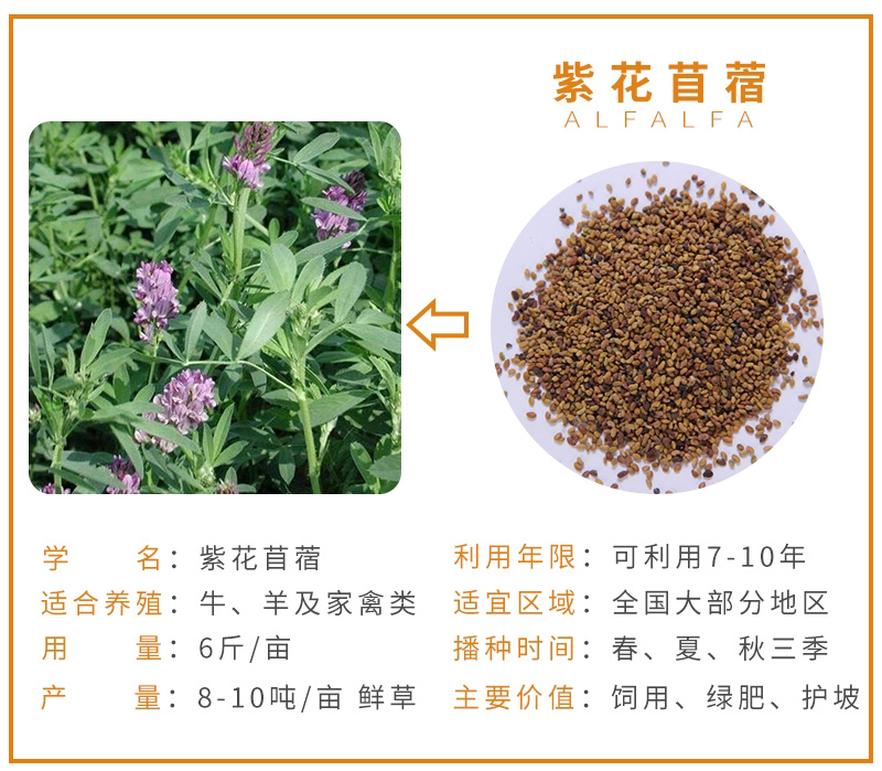 紫云英草种子红花草牧草绿肥蜜源植物秋季播种紫花苜蓿