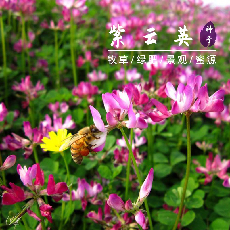 紫云英草种子红花草牧草绿肥蜜源植物秋季播种紫花苜蓿