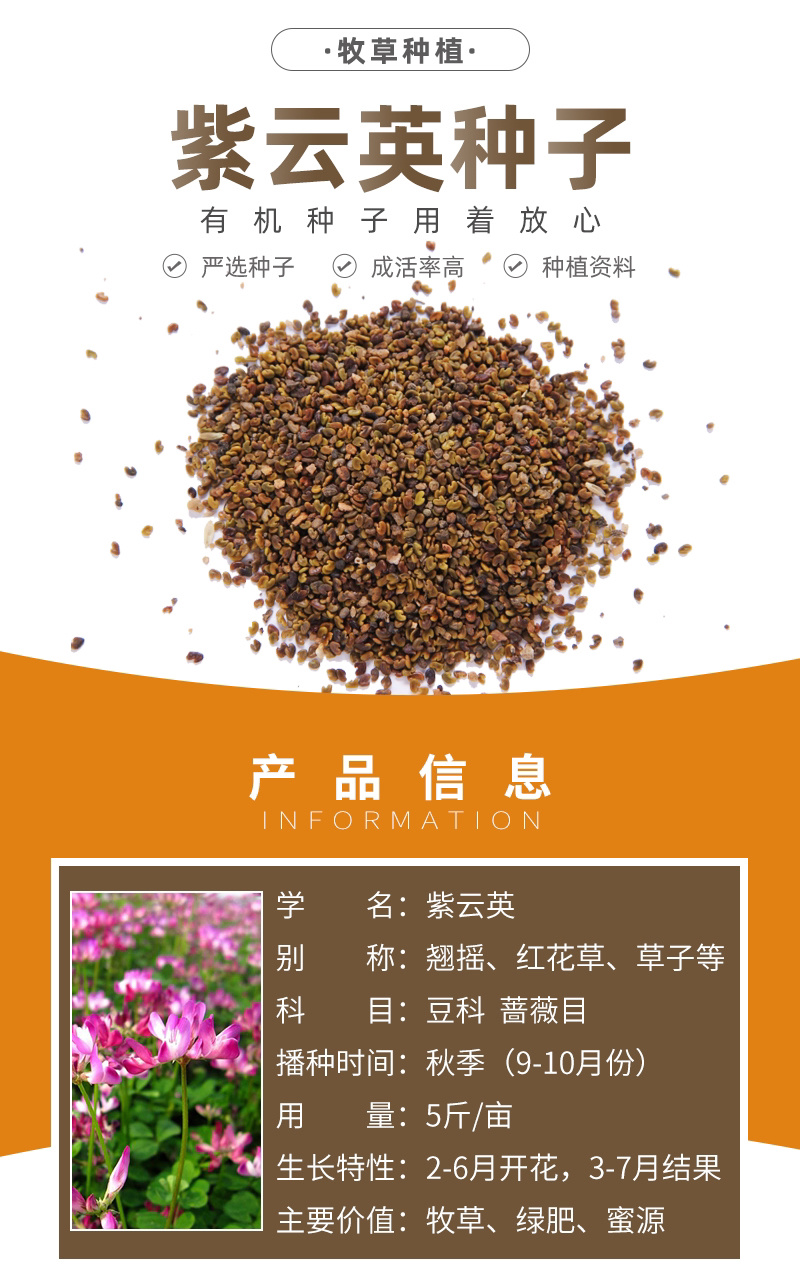 紫云英草种子红花草牧草绿肥蜜源植物秋季播种紫花苜蓿