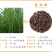 紫云英草种子红花草牧草绿肥蜜源植物秋季播种紫花苜蓿