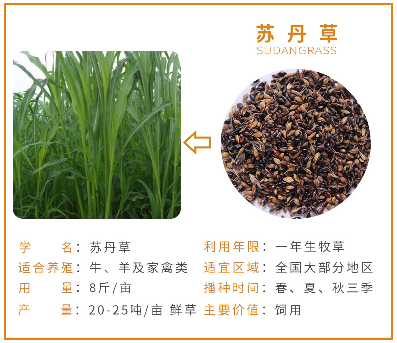 紫云英草种子红花草牧草绿肥蜜源植物秋季播种紫花苜蓿