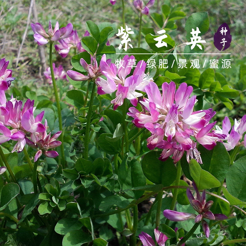 紫云英草种子红花草牧草绿肥蜜源植物秋季播种紫花苜蓿