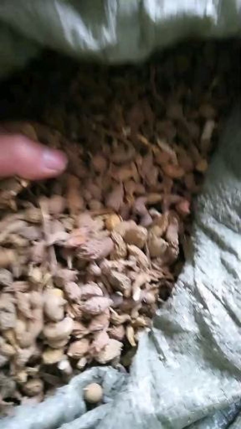 湖北宜昌五峰大山野生金果榄