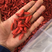 红枸杞特大小尖椒，数量不多，个头特长，一手货源，全国发货