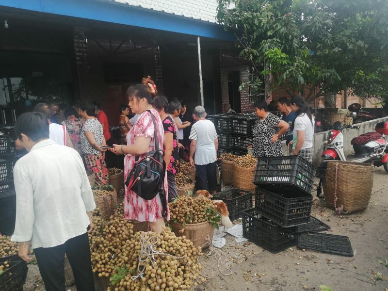 龙眼，石硖，储良，蜀冠