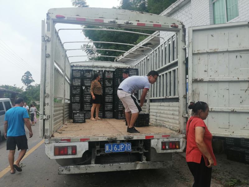 龙眼，广西走起！欢迎全国各地货商老板