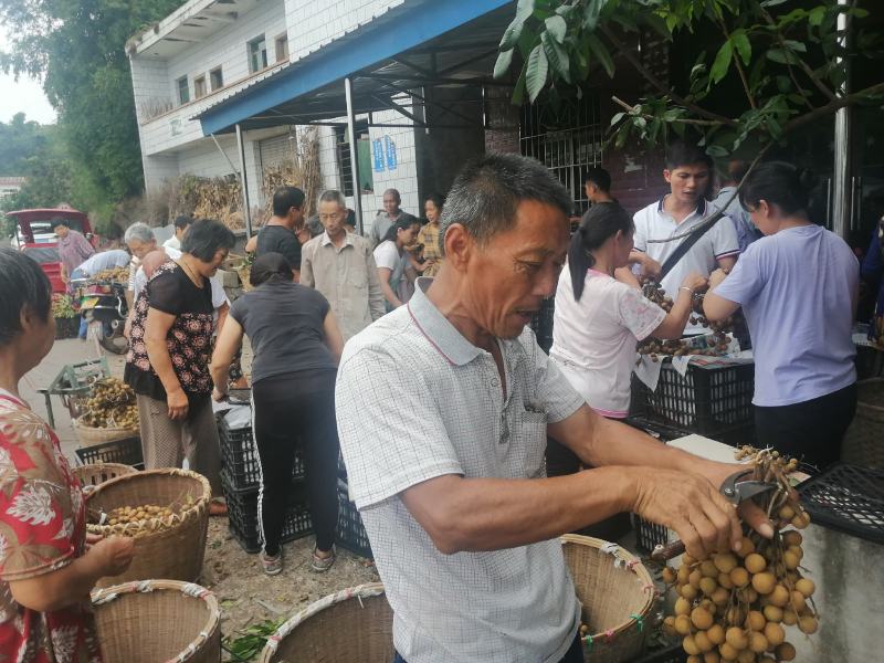 龙眼，广西走起！欢迎全国各地货商老板