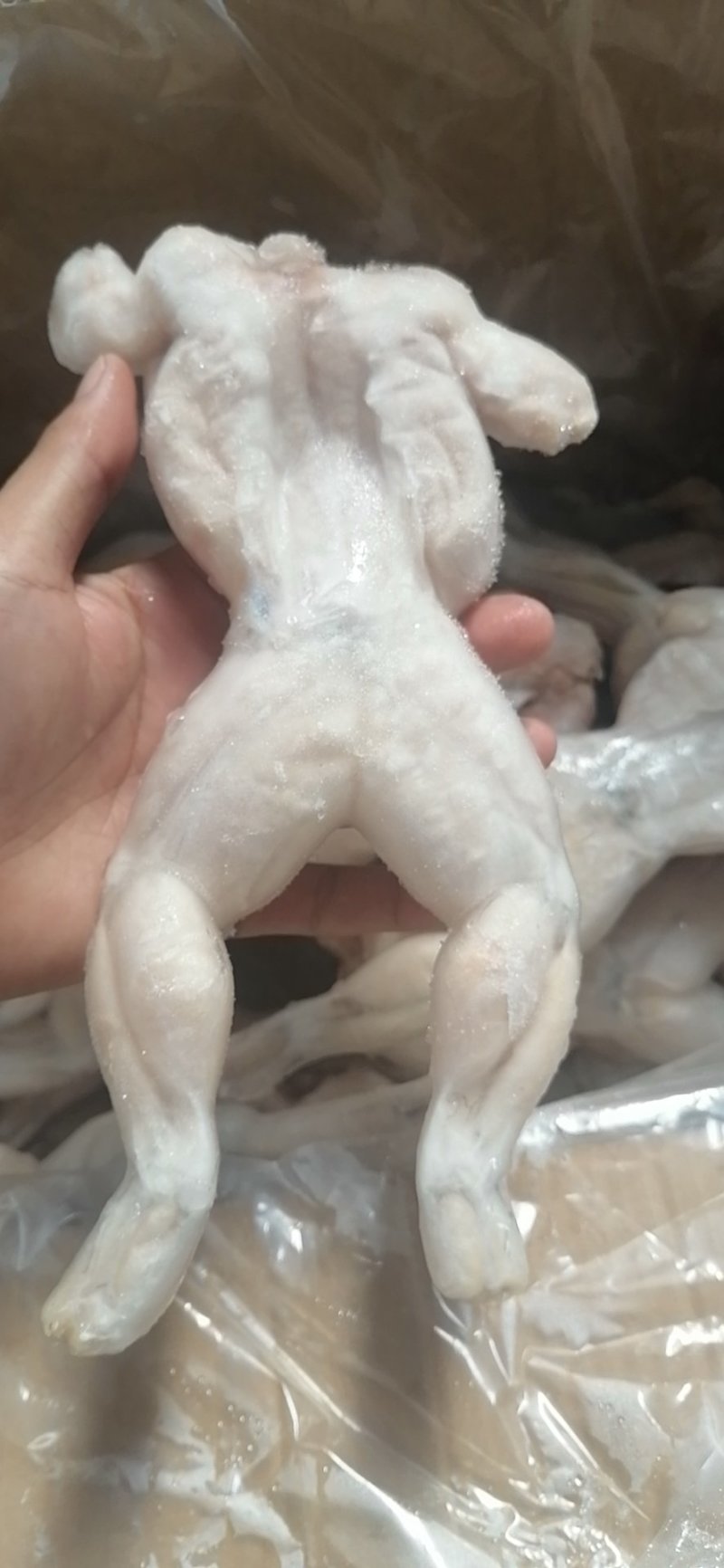 牛蛙，牛蛙，牛蛙，牛蛙，冻牛蛙