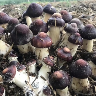 大球盖菇菌种大量供应
