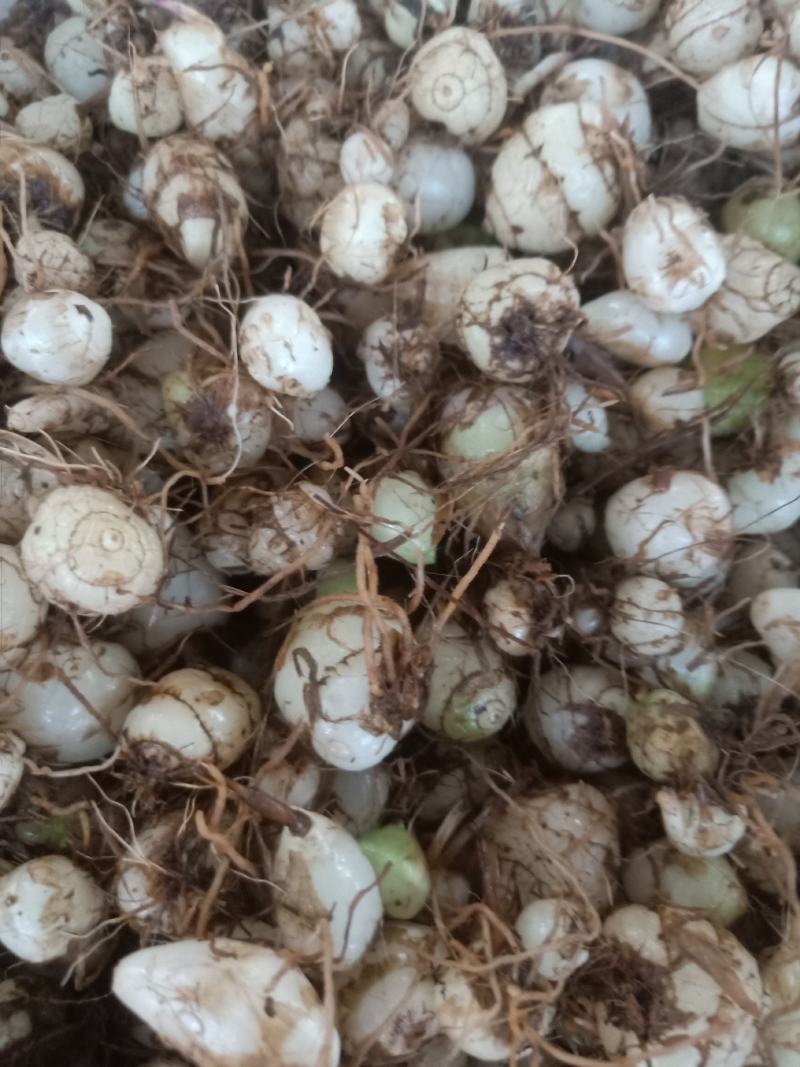 云南普洱小白芨_圆白芨_野生白芨