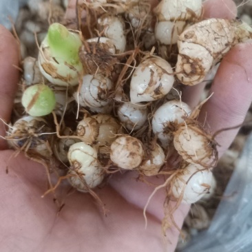 云南普洱小白芨_圆白芨_野生白芨