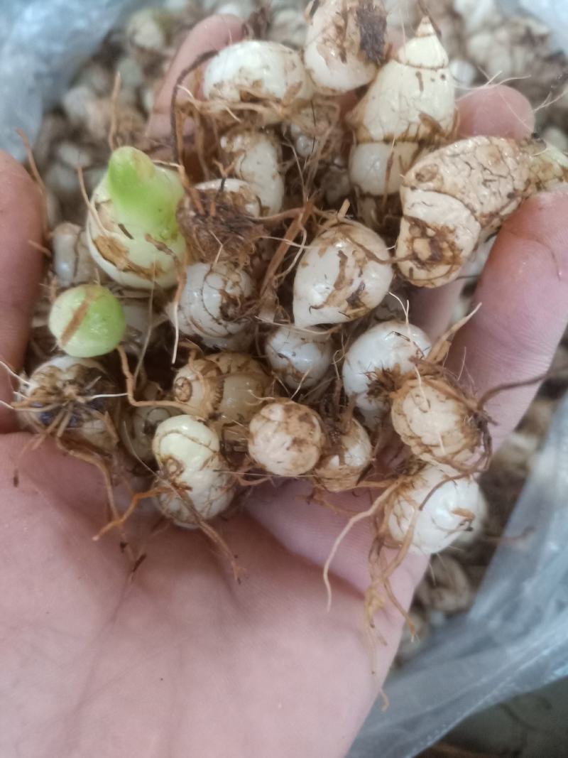云南普洱小白芨_圆白芨_野生白芨