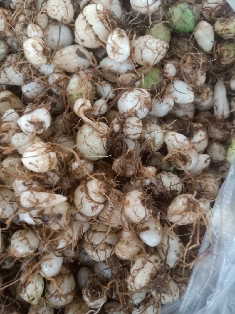 云南普洱小白芨_圆白芨_野生白芨