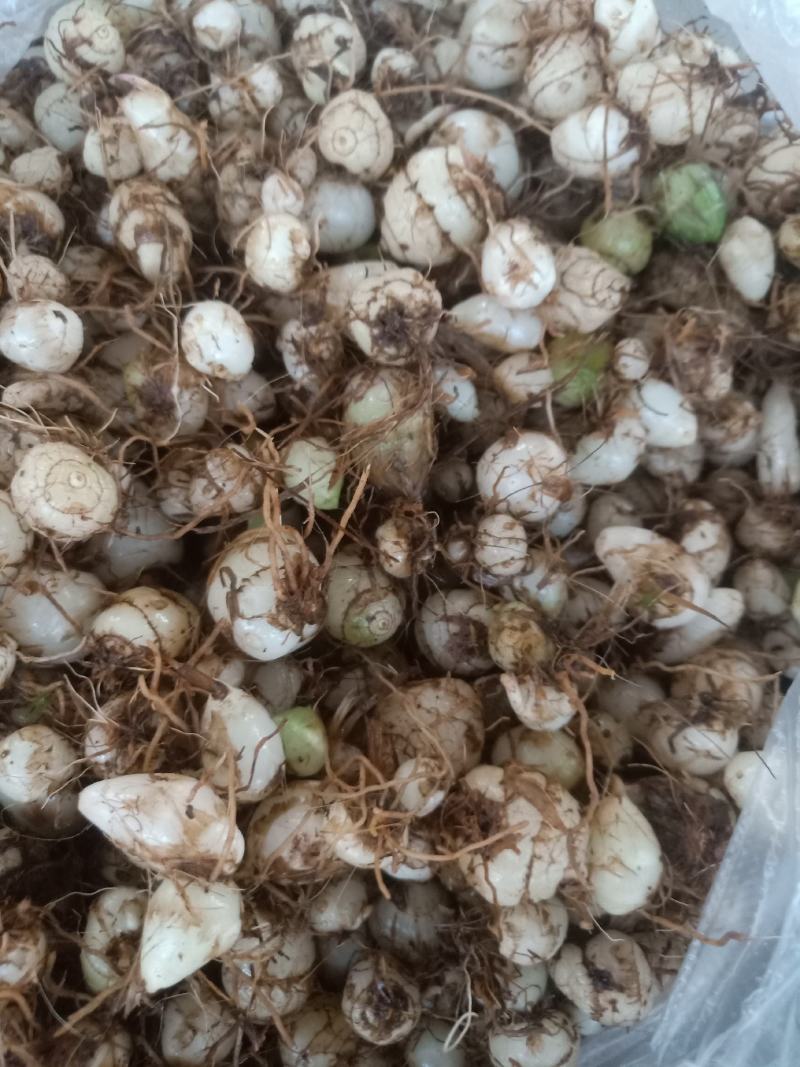 云南普洱小白芨_圆白芨_野生白芨