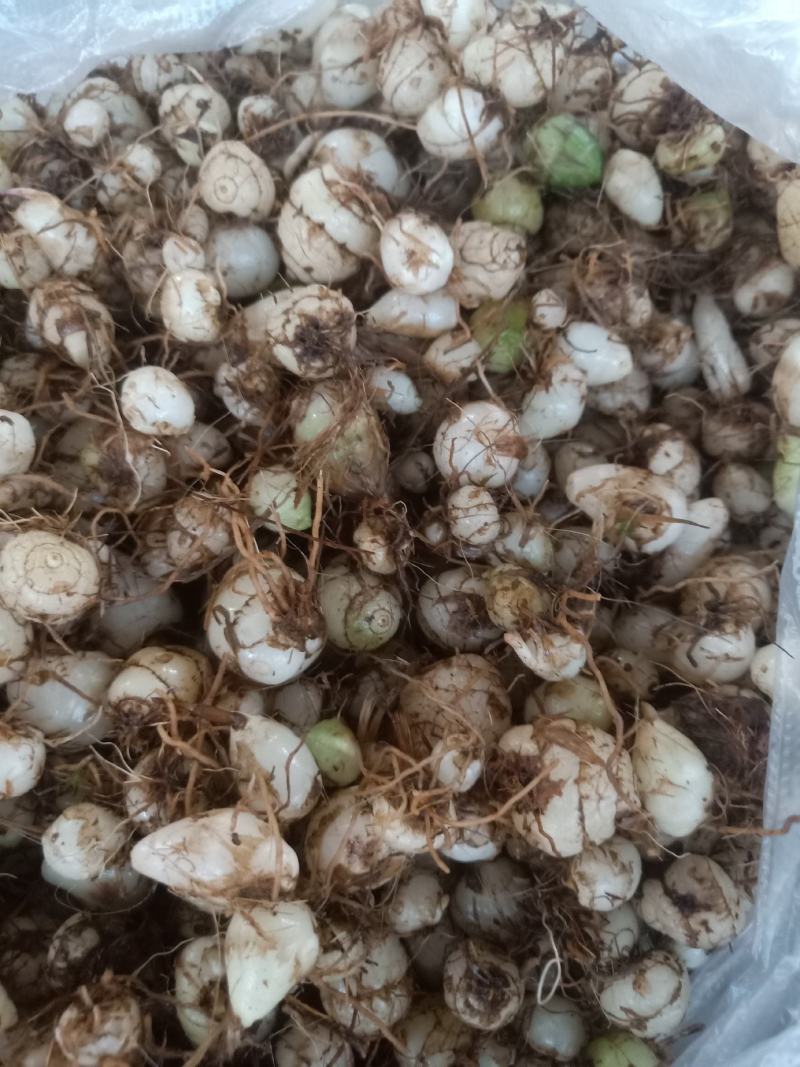 云南普洱小白芨_圆白芨_野生白芨