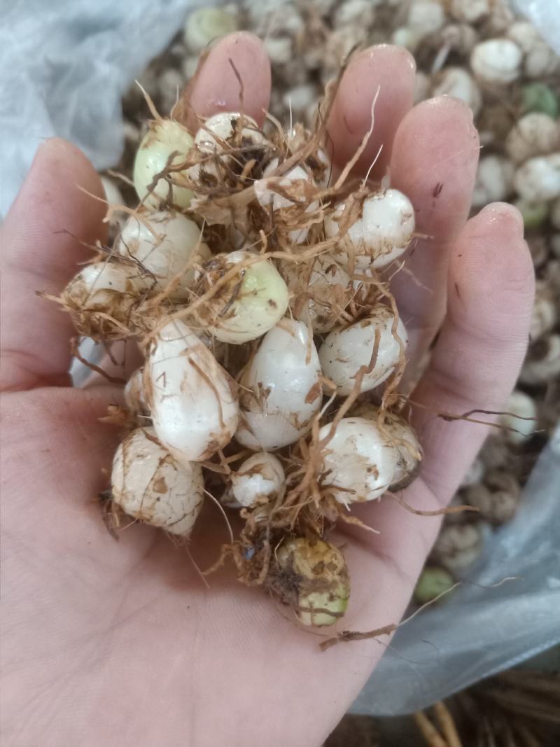 云南普洱小白芨_圆白芨_野生白芨