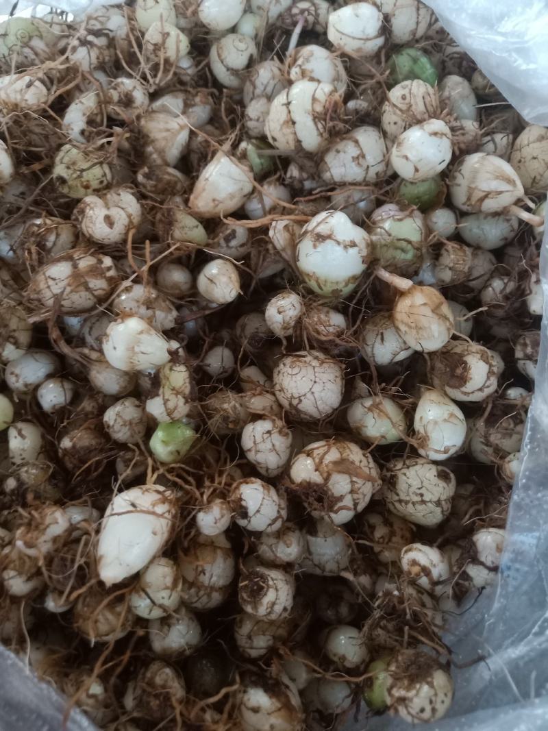 云南普洱小白芨_圆白芨_野生白芨