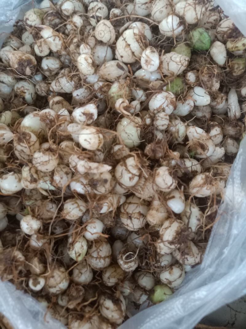 云南普洱小白芨_圆白芨_野生白芨
